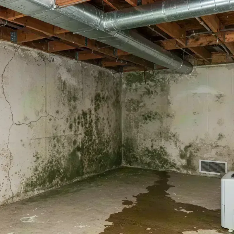 Professional Mold Removal in McHenry County, IL